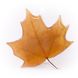 Brooch. Leaf of maple