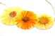Necklace with calendula