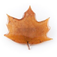 Brooch. Leaf of maple